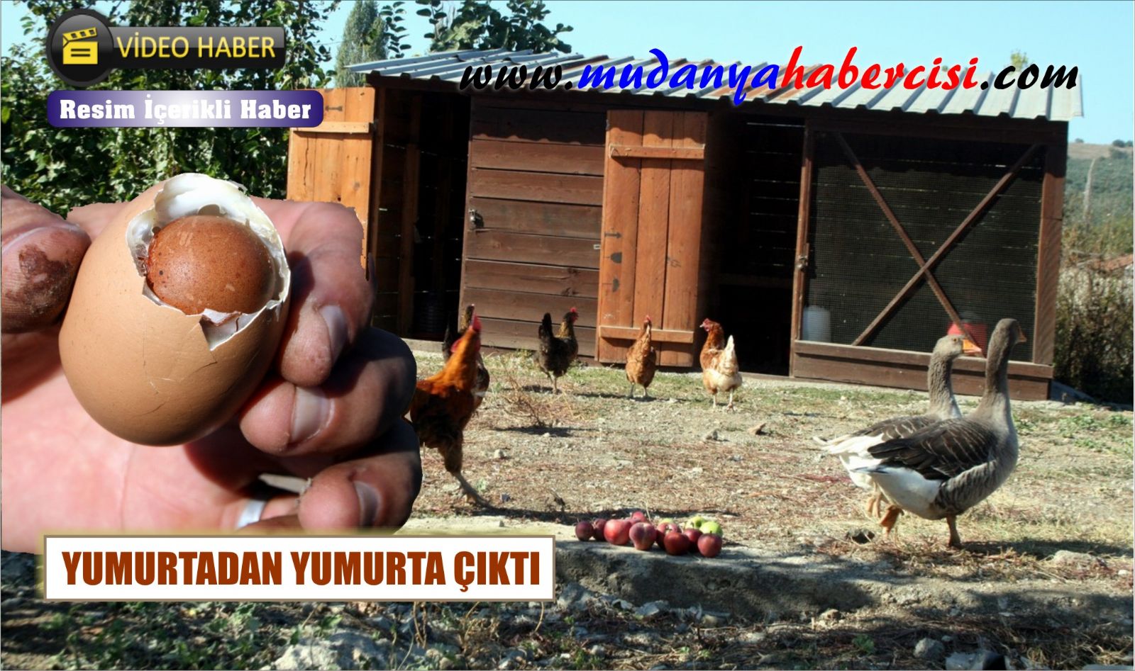 YUMURTADAN YUMURTA IKTI