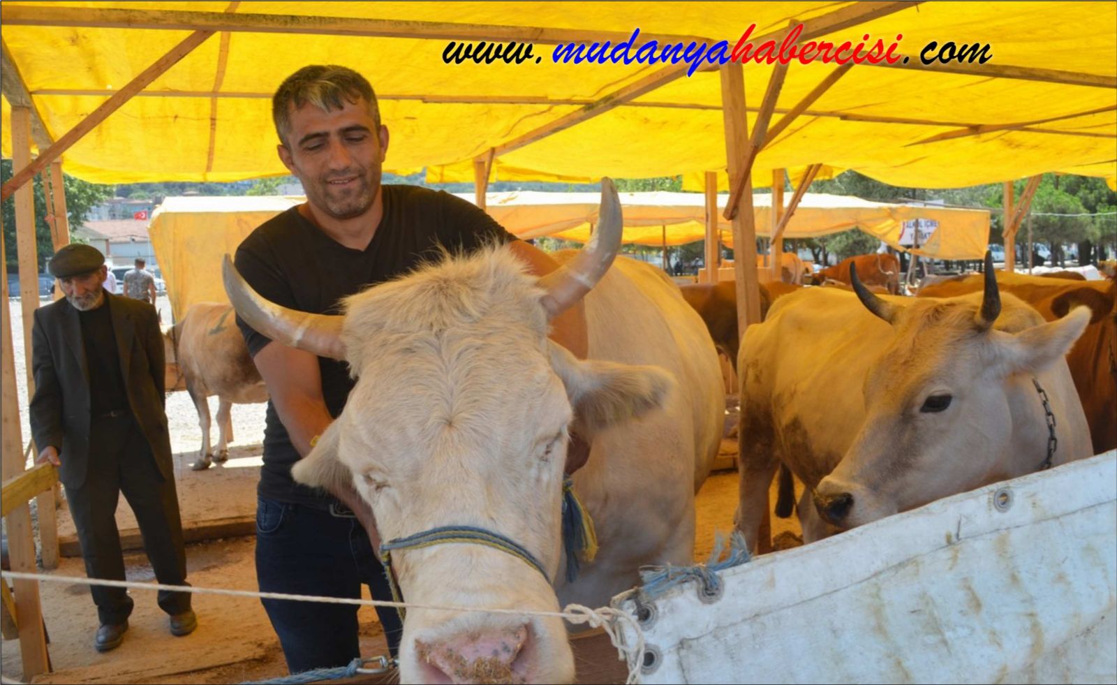 MUDANYADA KURBANLIKLAR SATIA SUNULDU