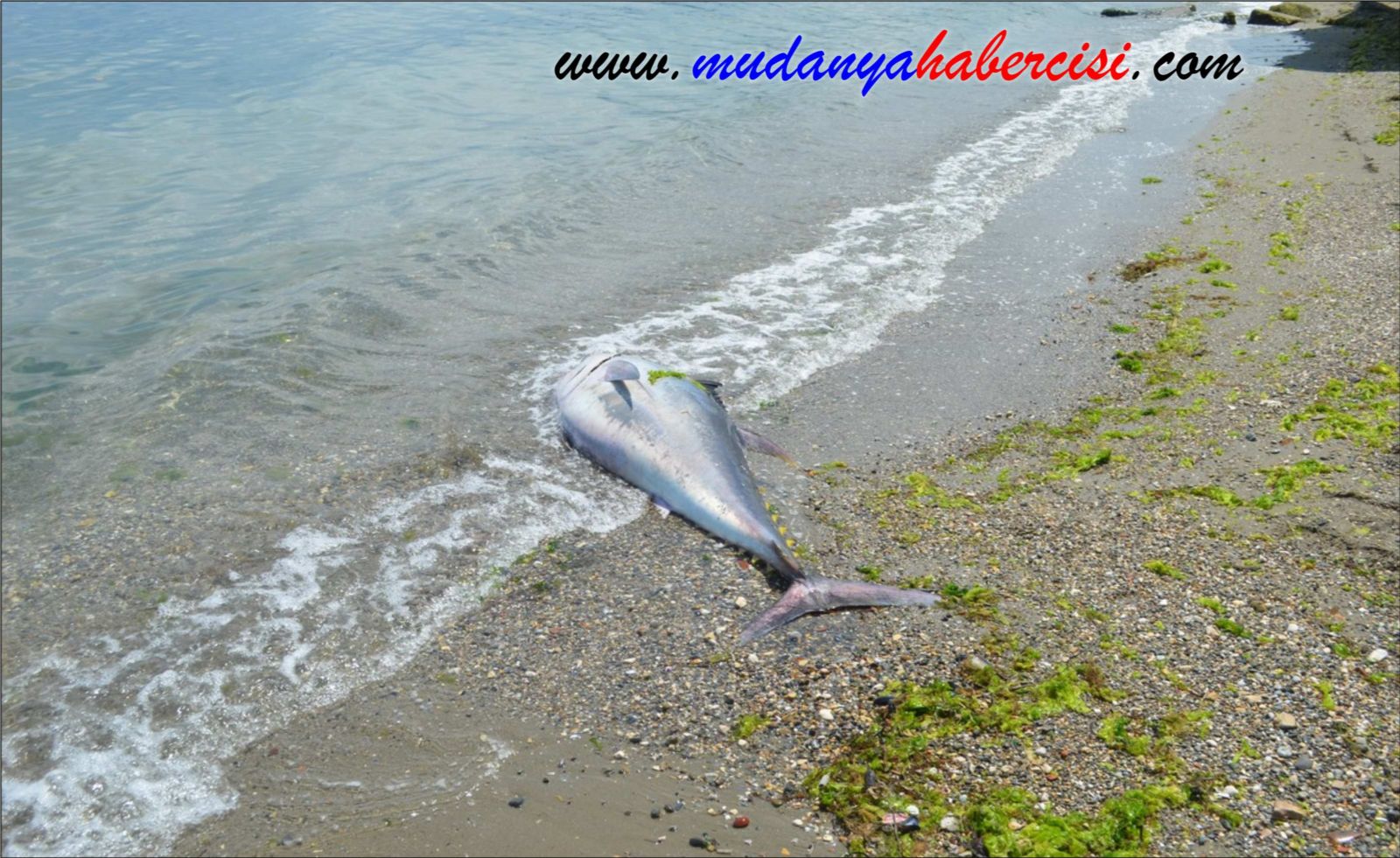 90 KLOLUK ORKNOS MUDANYA SAHLNE VURDU