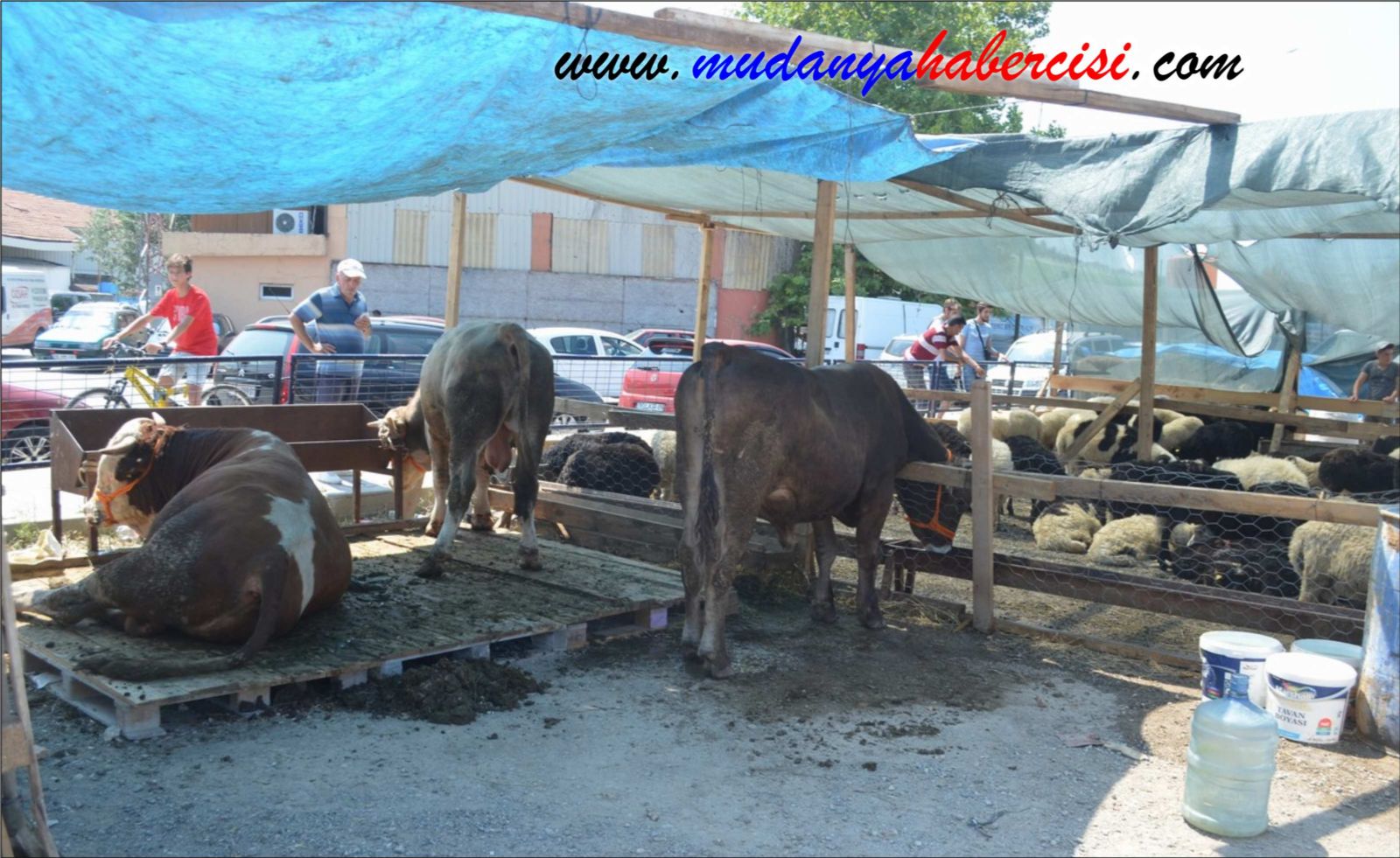 MUDANYADA KURBANLIKLAR SATIA SUNULDU