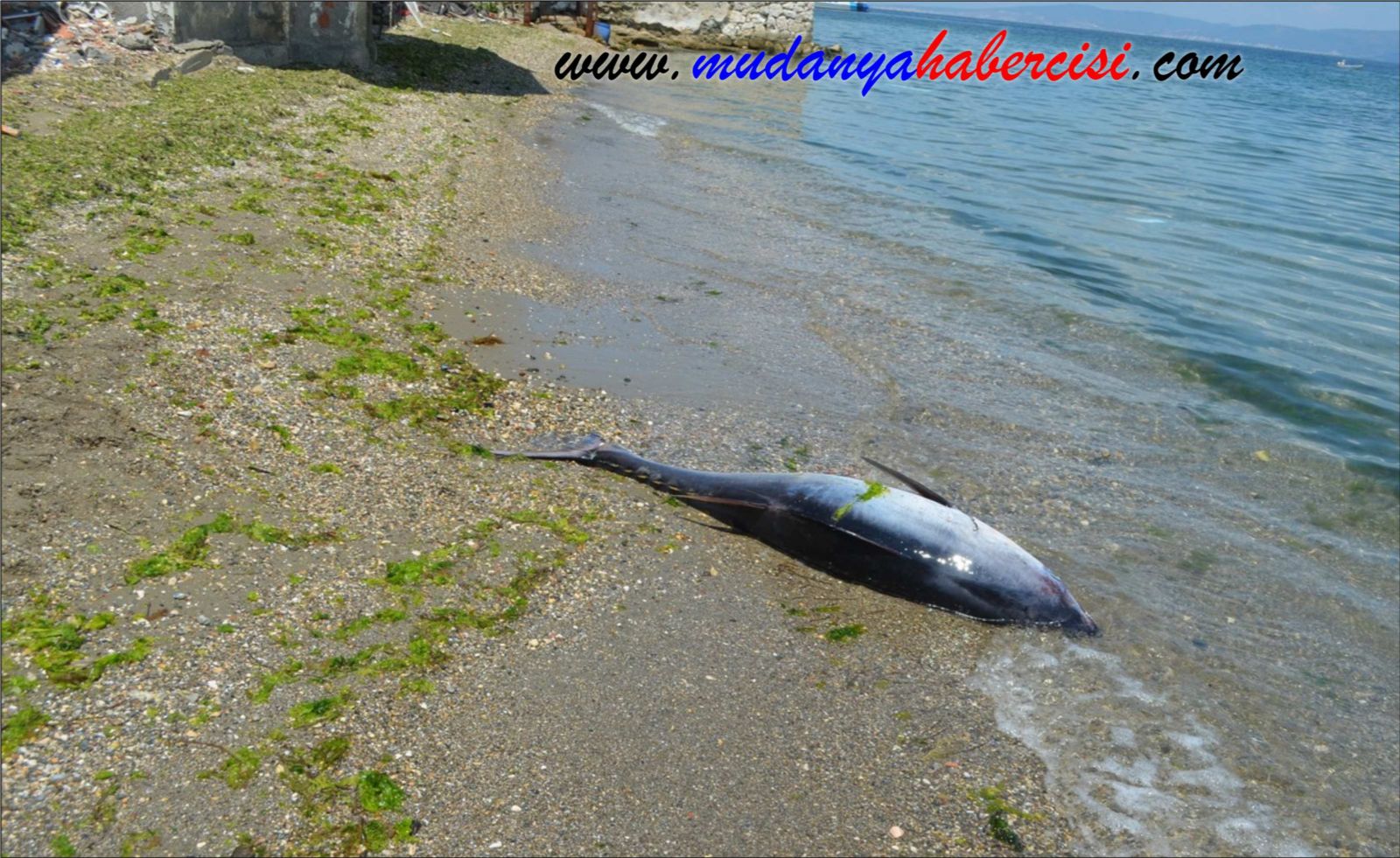 90 KLOLUK ORKNOS MUDANYA SAHLNE VURDU