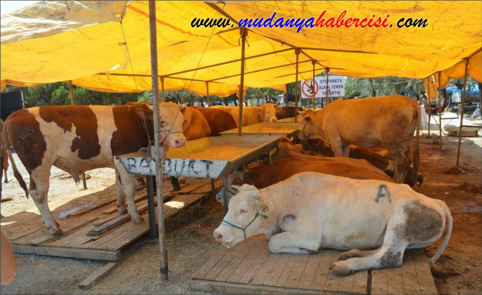 MUDANYADA KURBANLIKLAR SATIA SUNULDU
