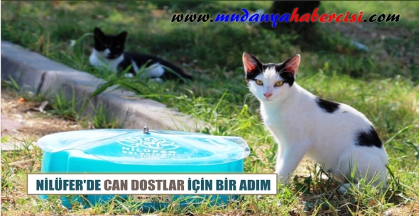 NLFERDE CAN DOSTLAR N BR ADIM
